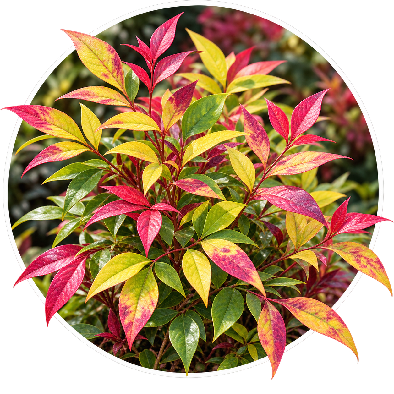 Нандіна домашня/Nandina domestica